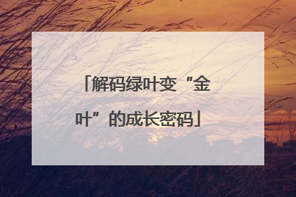 解码绿叶变“金叶”的成长密码